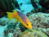 Spanish Hogfish Wrass Bonaire